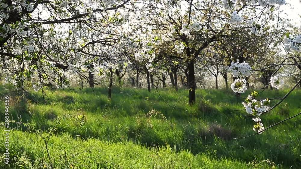 Blooming cherry orchard at springtime Blooming cherry orchard at springtime