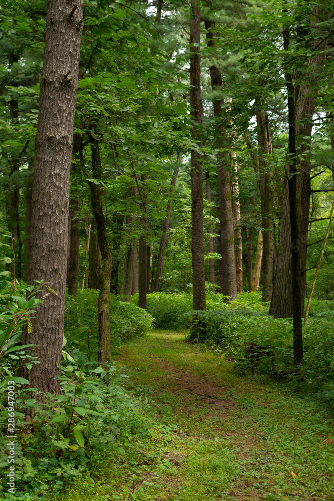 Fototapeta premium Trail through the forest