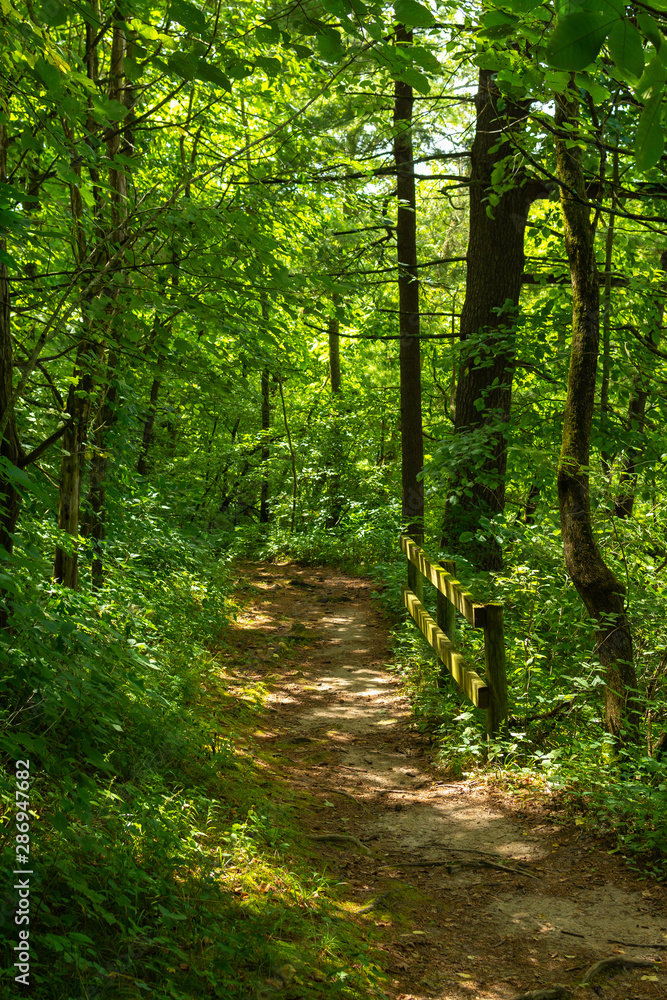 Trail through the forest Trail through the forest