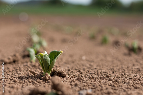 Ackerbohne Versuchsfeld Keimling