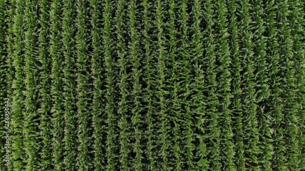 aerial view of a green cornfield aerial view of a green cornfield