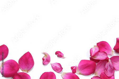 view from above flat lays petal of red rose flower on isolated white background