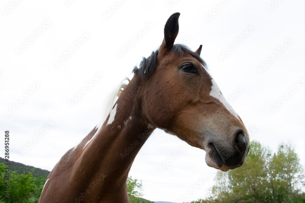 Fototapeta premium portrait of a horse