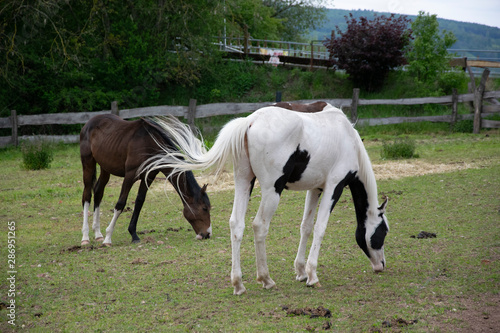 two horses on meadow