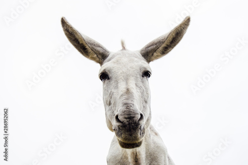 Fototapeta Young and pretty white donkey looks at camera on white background