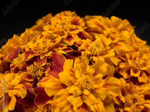 Marigolds lat. Tagétes.Beautiful blooming marigolds.Decorated with figures of garden fairy.On black background