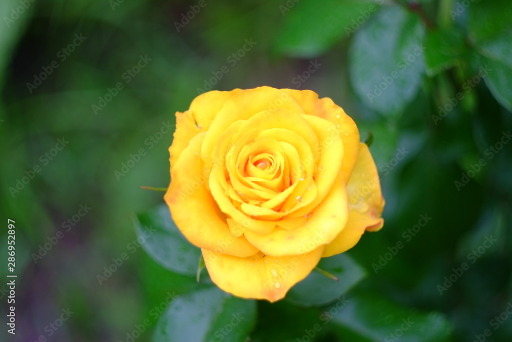 yellow rose in the garden yellow rose in the garden