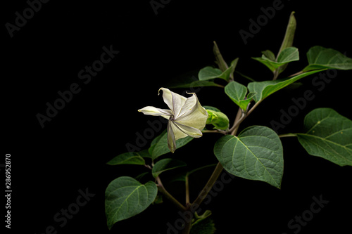 Datura flower, dope, stramonium, thorn-apple, jimsonweed, isolated on black background
