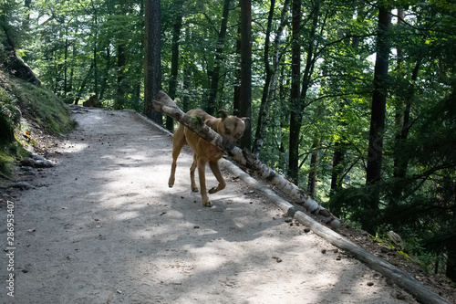 dog in forest, dog with a tree log in its mouth