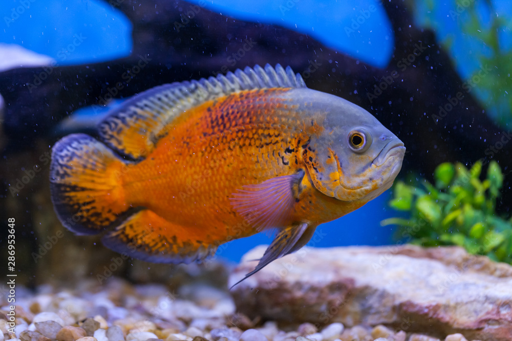Oscar fish in Aquarium, blue blurred background, astronotus ocellatus Oscar fish in Aquarium, blue blurred background, astronotus ocellatus