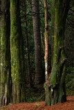 Autumn forest trees. Nature green wood sunlight. 