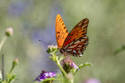 Gulf Fritillary Butterfly close up  © K KStock