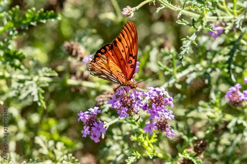 Gulf Fritillary Butterfly close up 