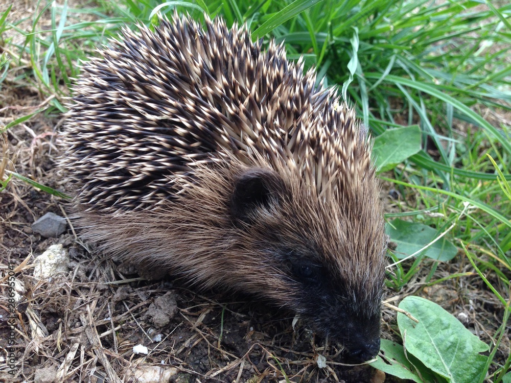 Fototapeta premium Jeune herisson qui visite mon jardin biologique.