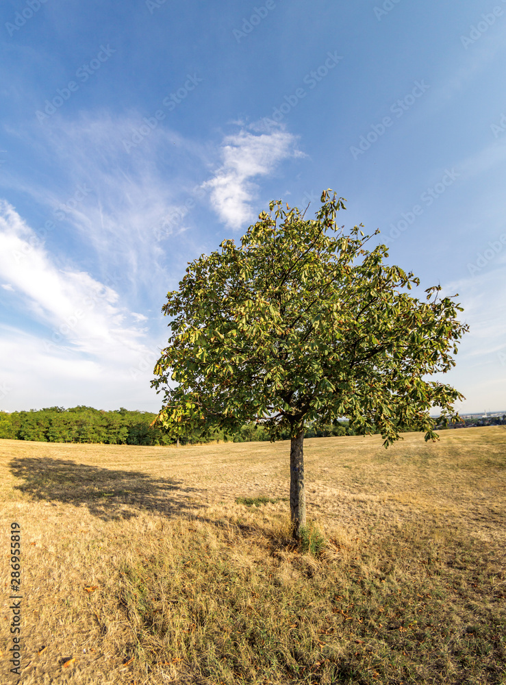 Minimalist Scenic view of a hill with single tree against sky Minimalist Scenic view of a hill with single tree against sky