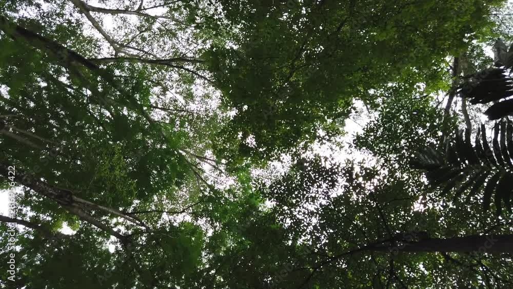 Bottom view to the tree top under bright sunny day Bottom view to the tree top under bright sunny day