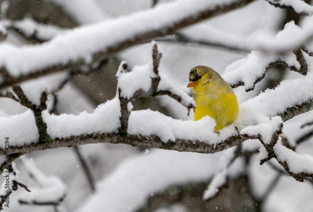 Goldfinch on branck with snow