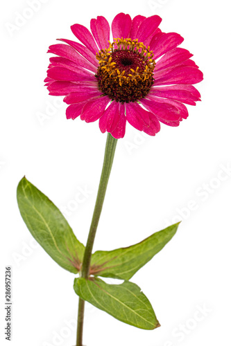 Pink flower of zinnia  isolated on white background