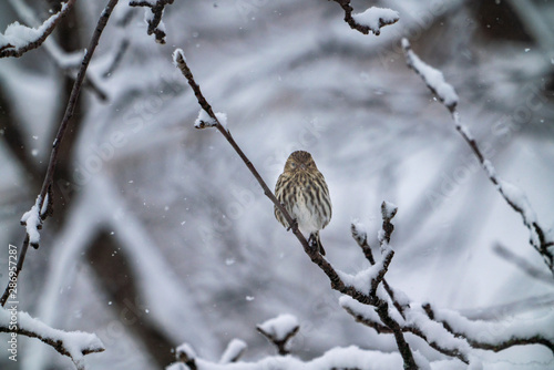 Bird  on branck with snow photo