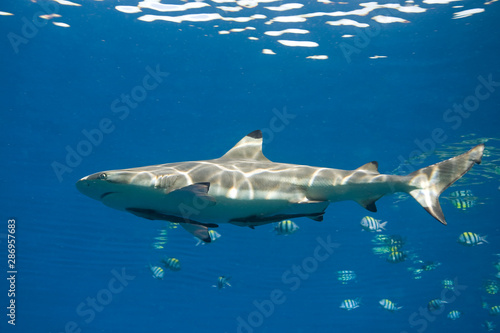 Blacktip Reef Shark, Carcharhinus melanopterus, with Remora © cbpix