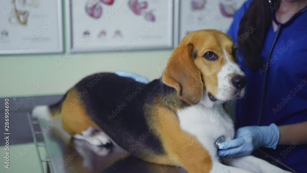 Beagle dog on examination in the office of a veterinarian. Prescription treatment for a beagle dog, chest check Beagle dog on examination in the office of a veterinarian. Prescription treatment for a beagle dog, chest check