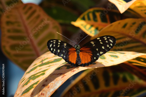 Hecale longwing butterfly photo
