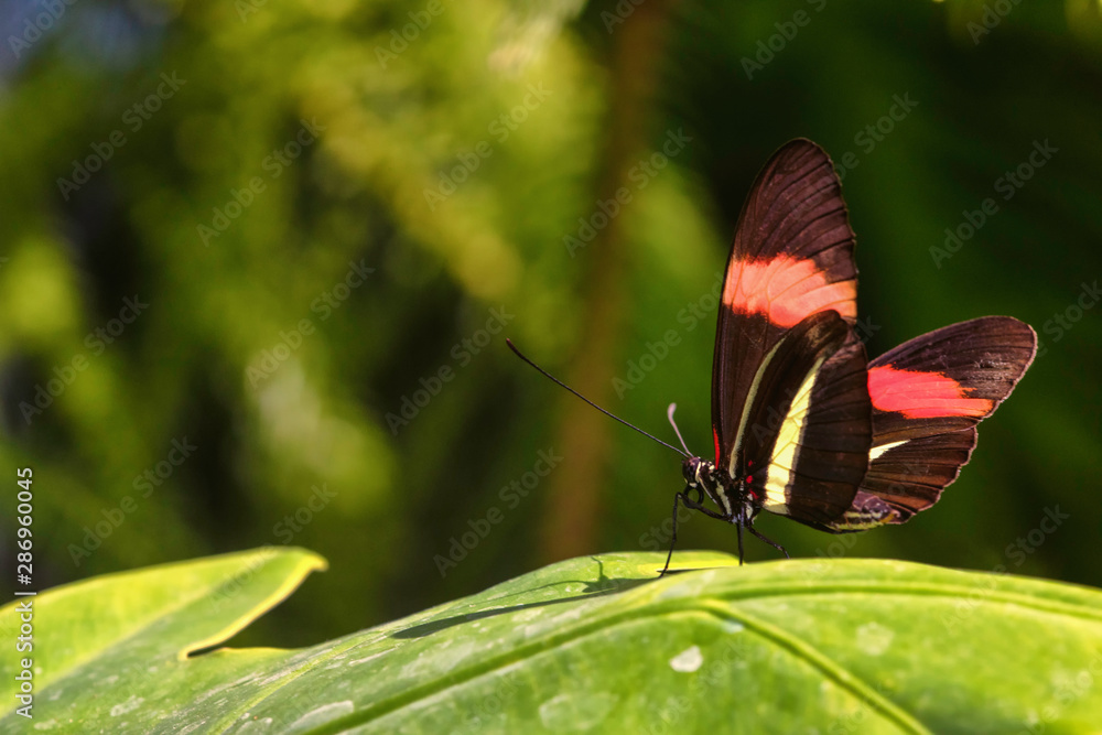 Obraz premium Postman butterfly