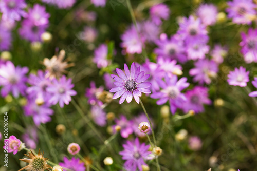 Xeranthemum annuum is a flowering plant species also known as annual everlasting or immortelle.