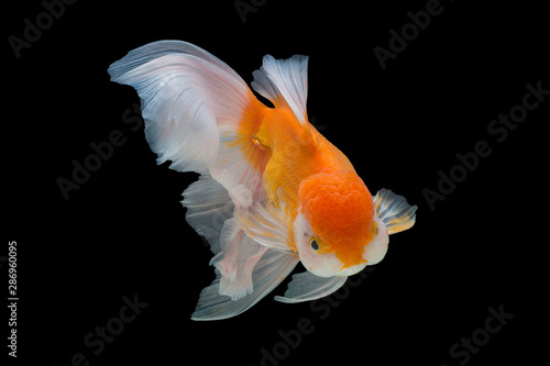 Fototapeta goldfish isolated on black background.