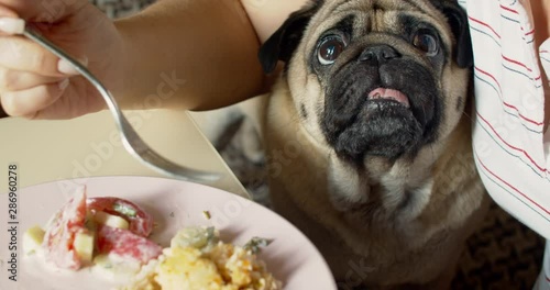 Funny hungry pug dog looking pitifully on the table, at the plate of food while owner is eating. Plaintively, asking. Begging for food. Dog act like he's starving all the time