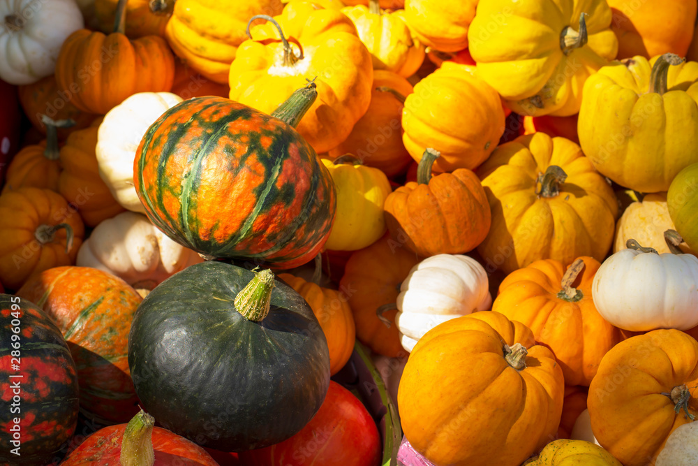 Many orange pumpkins for thanksgiving day