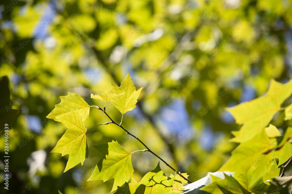 various tree images and backgrounds various tree images and backgrounds