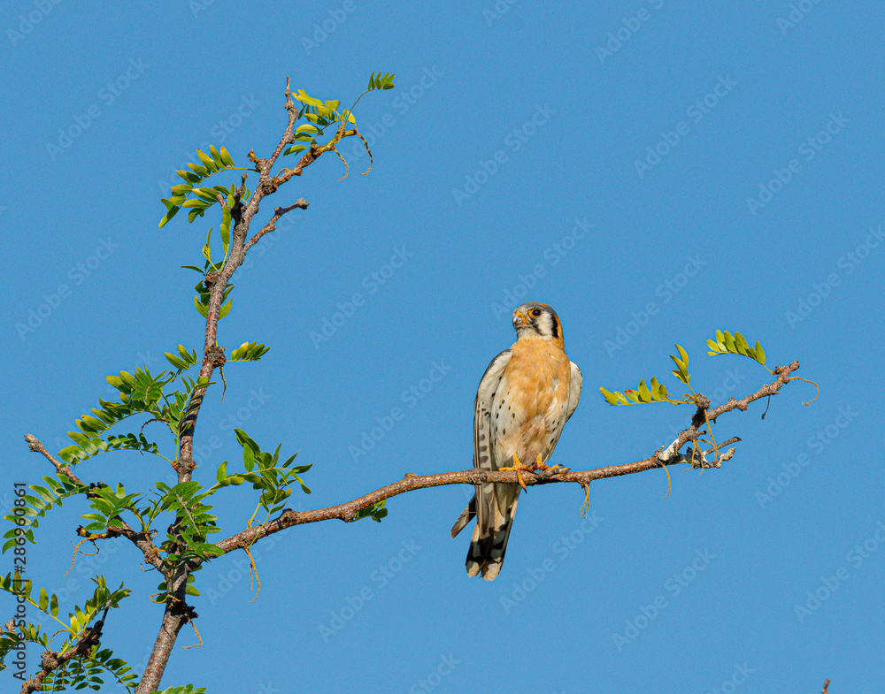 Male American Kestrel poses on a branch high n a tree. Male American Kestrel poses on a branch high n a tree.