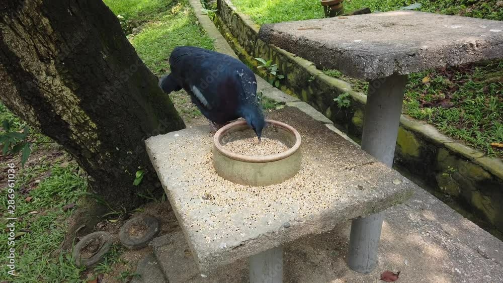 Beautiful Victorian Crowned Pigeon Feeding on the table Beautiful Victorian Crowned Pigeon Feeding on the table