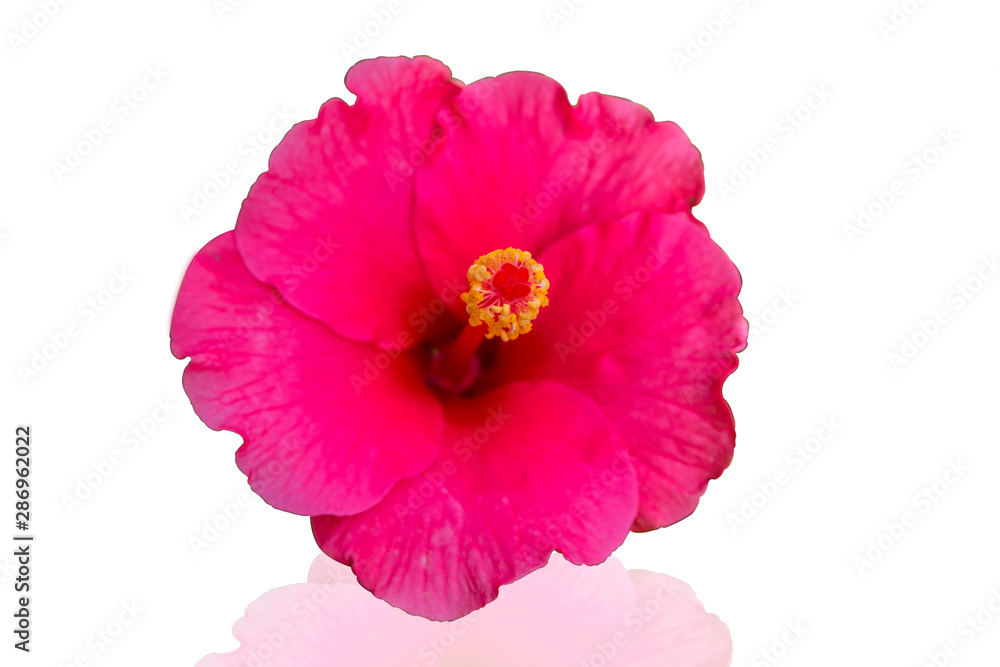 Fototapeta premium Pink hibiscus isolated on white background. Save with cliping path