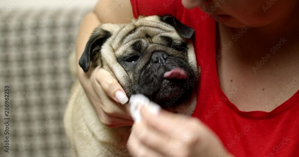 The owner taking care of his cute pug dog, cleaning facial nose wrinkle