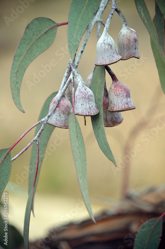 Large white gumnuts and grey green leaves of the Silver Princess Eucalyptus caesia. Endemic to Western Australia. photo