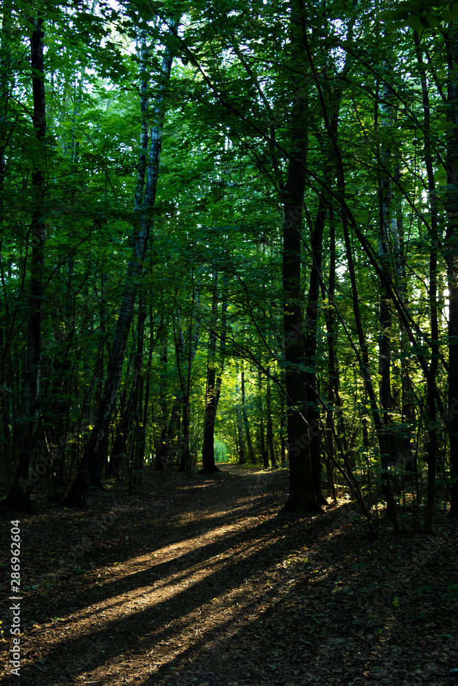 Fototapeta premium Sun shines through the tree-leaves in a Moscow park.