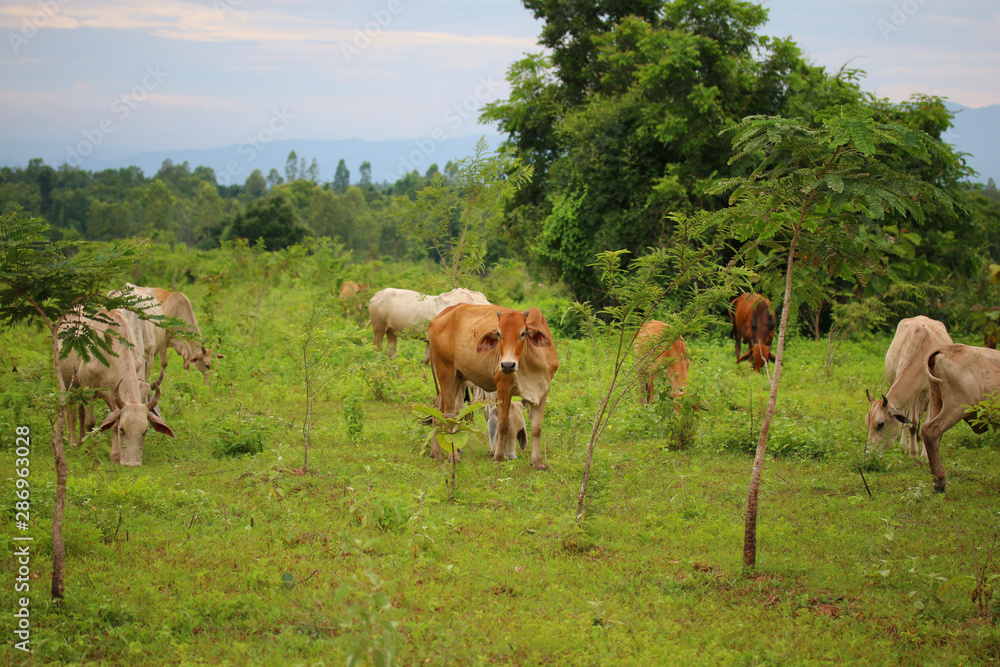 cows eating grass in the forest