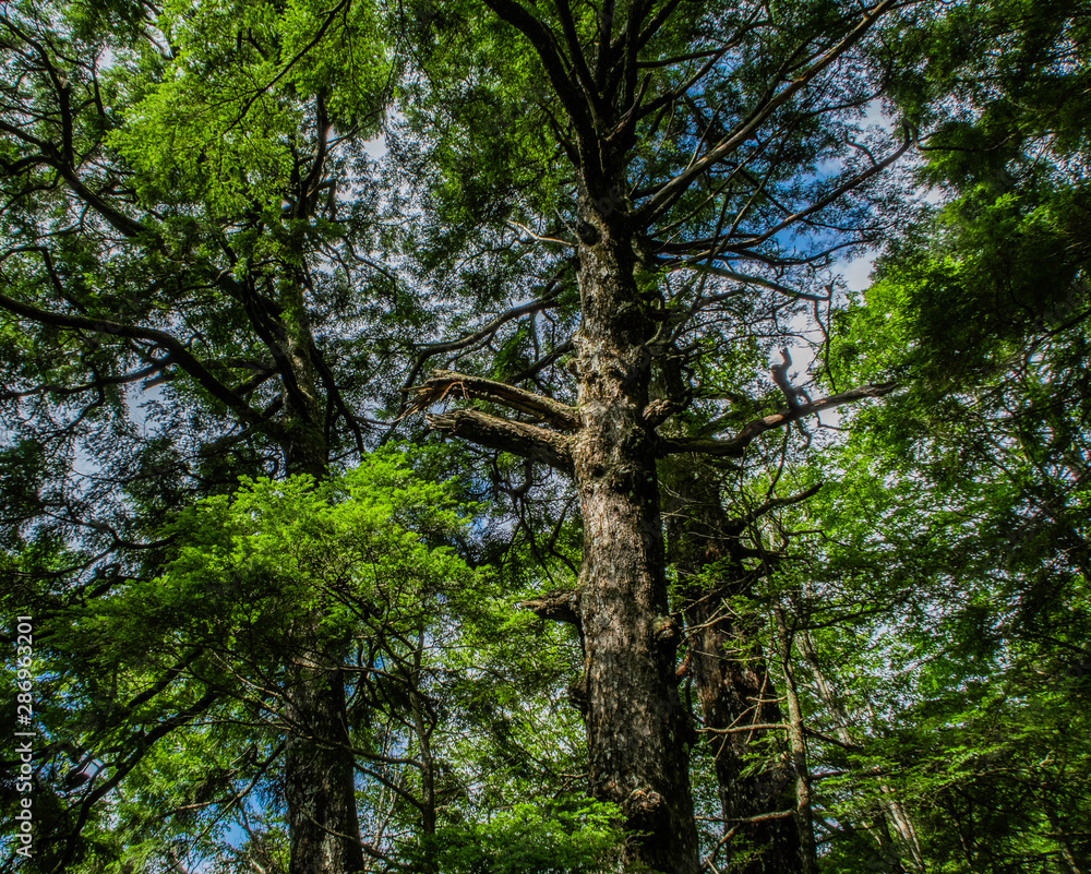 Obraz premium 森林浴,森,樹林,樹木,自然,大自然,風景,緑,広葉樹,夏,夏空,晴れ,晴天,山,日本の山,百名山,日本百名山,大菩薩峠,登山道,白樺,ジャングル,冷涼,冷涼感