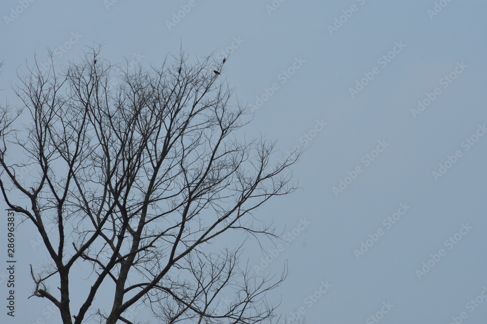tree without leaves isolated on white background tree without leaves isolated on white background