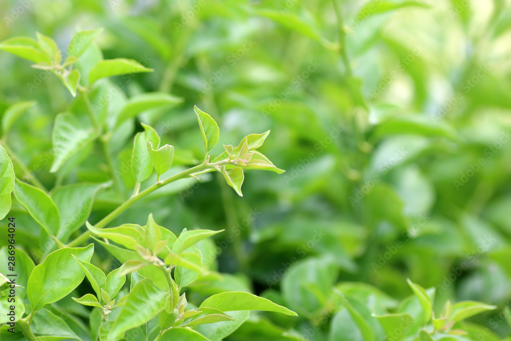Fototapeta premium nature view of green leaf on blurred greenery background