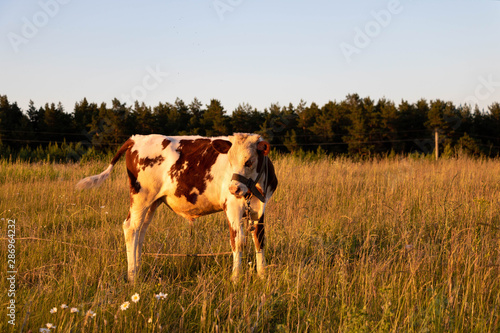 A white calf with brown spots grazing in a field in Russia. 