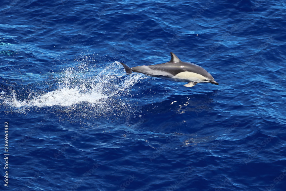 Naklejka premium Dolphin jumping and swimming in the ocean. Common dolphin Delphinus delphis in natural habitat. Marine mammal in Norht Pacific ocean.