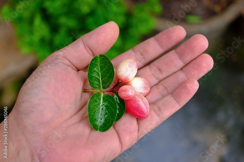 carunda on my hand in rainy season