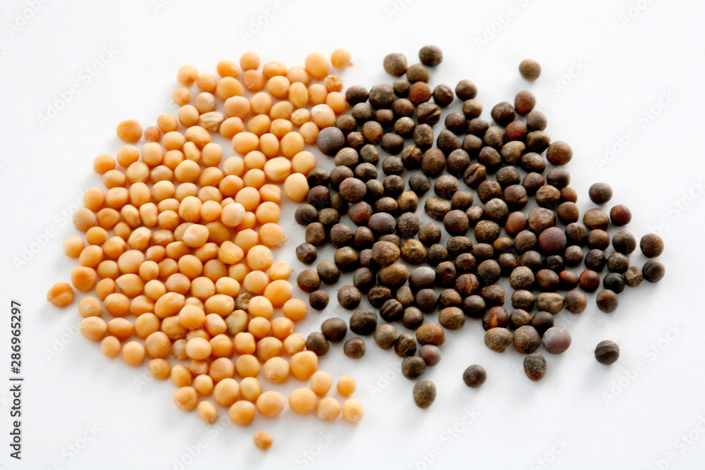 Spices. Mustard - Studio Spices. Mustard - Studio