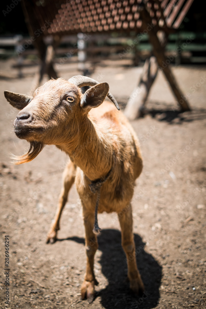 Fototapeta premium goat on farm
