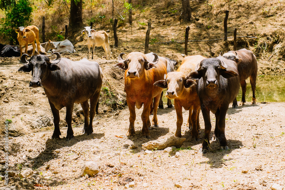 herd of ox
