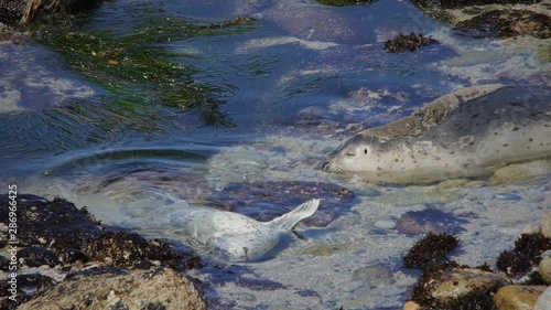 Harbor Seal Pup Plays In Tide Pool While Mother Looks On