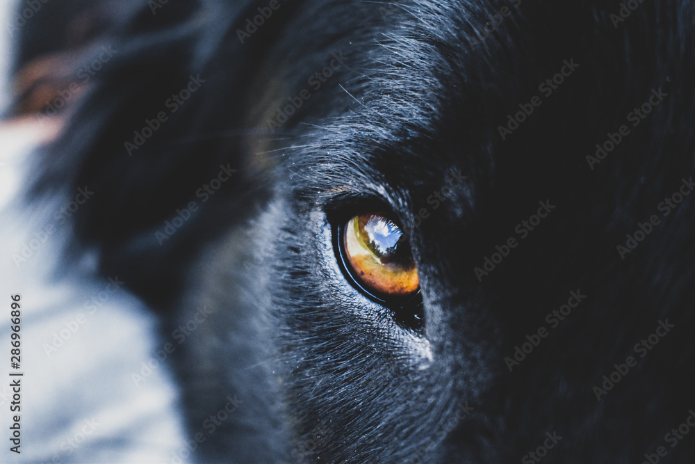 Obraz premium Eyes 